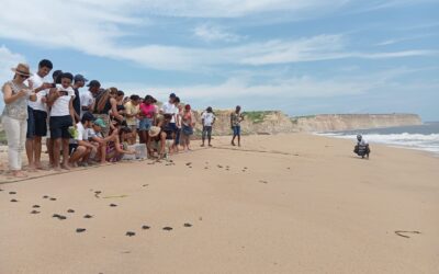Alunos de Biologia juntam-se ao Projecto Kitabanga para a Conservação das Tartarugas Marinhas