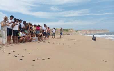 Alunos de Biologia juntam-se ao Projecto Kitabanga para a Conservação das Tartarugas Marinhas