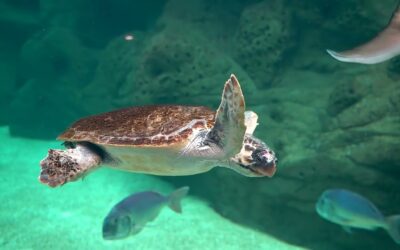 Numa iniciativa inspiradora que destaca a importância da preservação dos oceanos para o futuro do planeta, alunos criam vídeo sobre a poluição dos oceanos